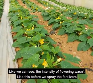 Amazing results on a zucchini field after using "Dr. Ferasium" fertilizer